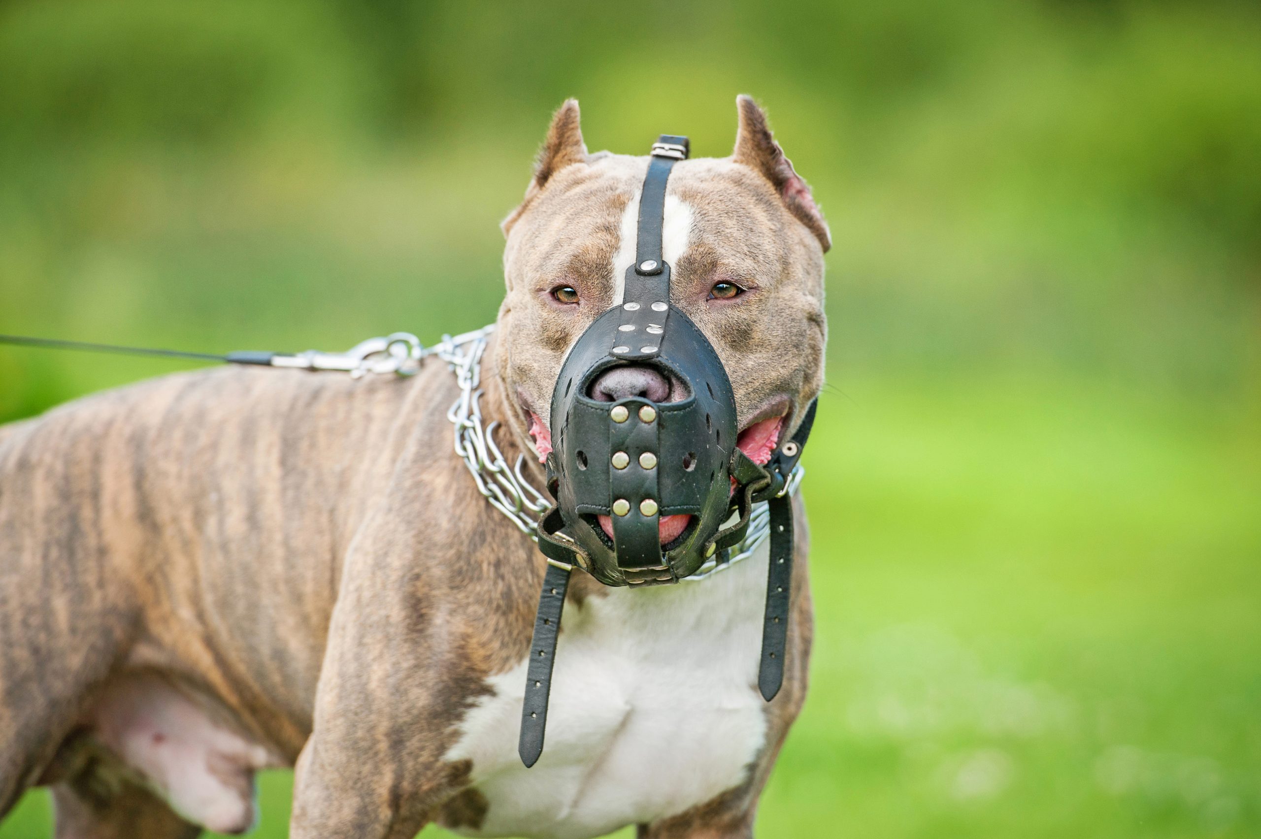 The 5 Most Dangerous Dog Breeds — Naperville Dog Bite Lawyers