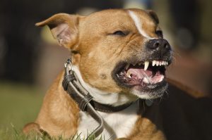 dog-300x199