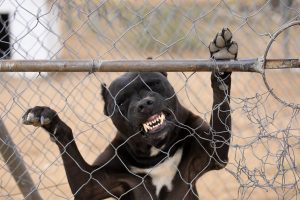 pit-bull-3-300x200